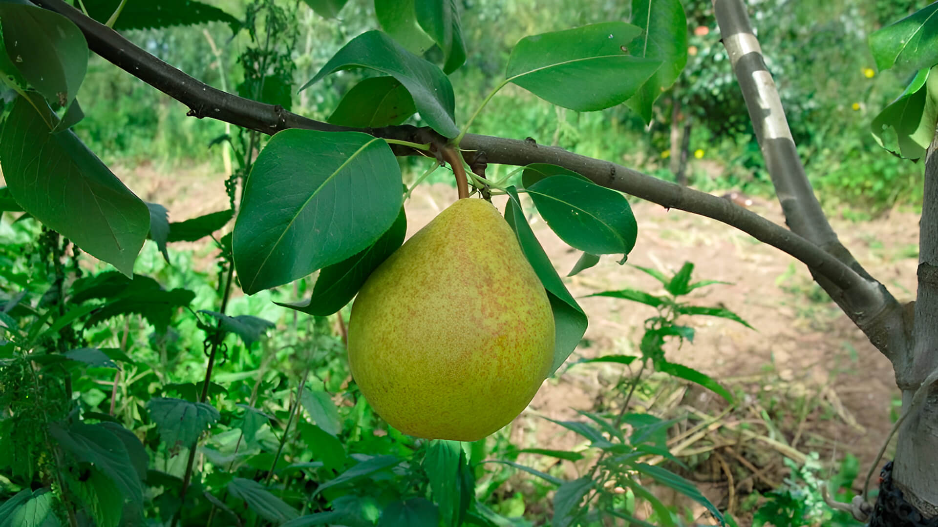 Зимостойкие груши для сибири. Груша лель в сибири. Зимостойкие груши для сибири. Саженцы груша северянка. Сорт груши сварог.